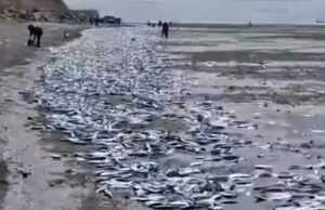 сельдь на сахалине