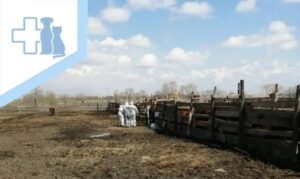 карантин лептоспироз